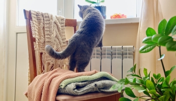 chat_radiateur
